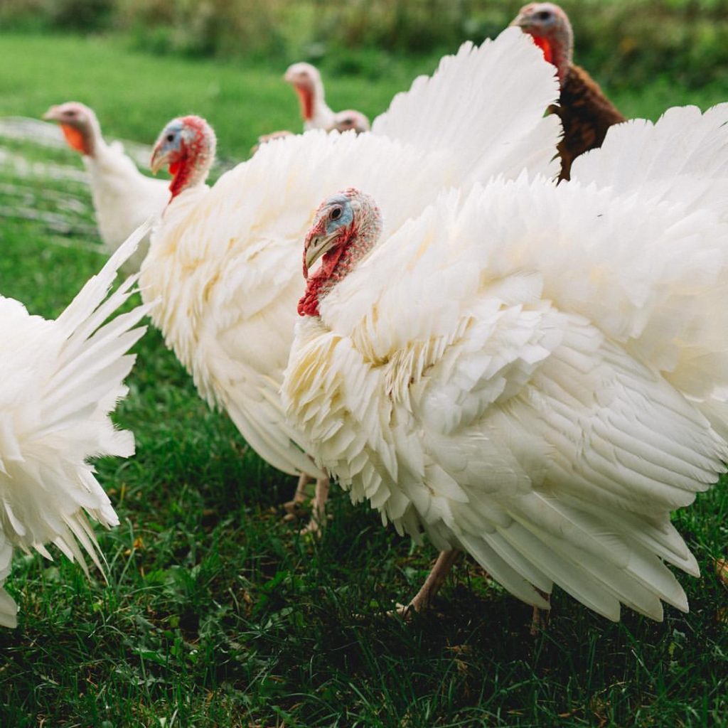 turkeys